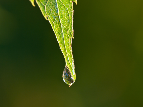 40 - Mustela Mexico - 1