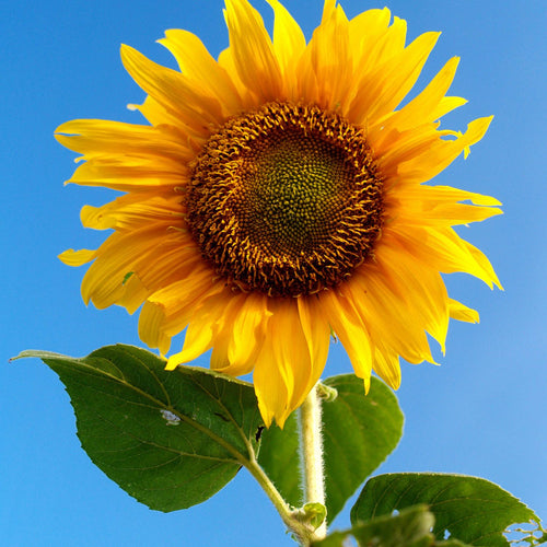 105 - Mustela Mexico - 1