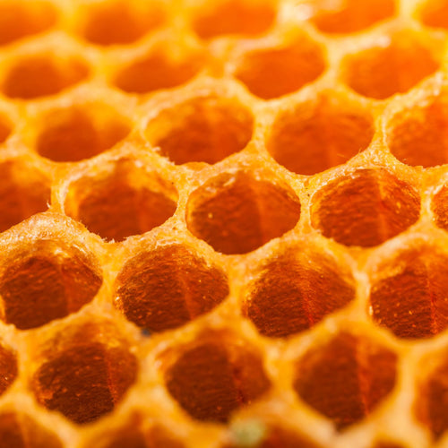 107 - Mustela Mexico - 1