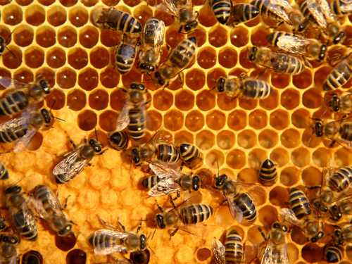 12 - Mustela Mexico - 1