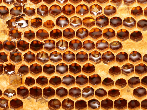 14 - Mustela Mexico - 1