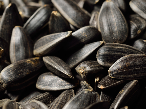 33 - Mustela Mexico - 1