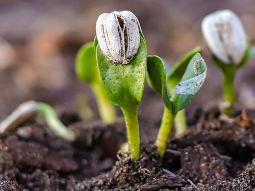 34 - Mustela Mexico - 1