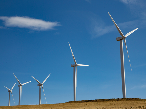 42 - Mustela Mexico - 1