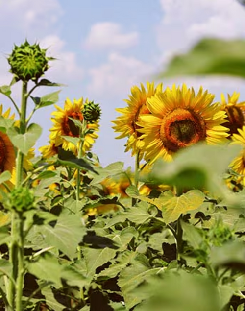 Capture_d_ecran_2024-07-15_a_14 - Mustela Mexico - 1