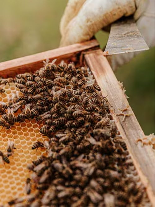 Capture_d_ecran_le_2024-07-12_a_14 - Mustela Mexico - 1