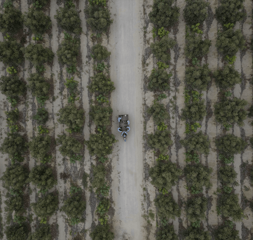 Champs-min_1 - Mustela Mexico - 1