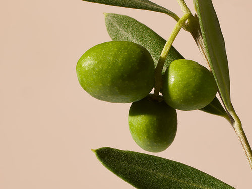 OLIVE - Mustela Mexico - 1