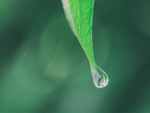 Rectangle_6 - Mustela Mexico - 1