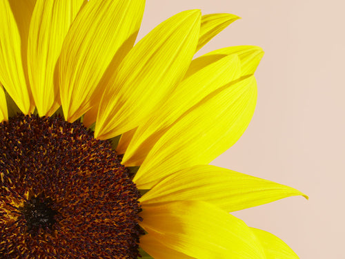 TOURNESOL_f92cd21c-8034-492c-ba76-c6d45f693eac - Mustela Mexico - 1