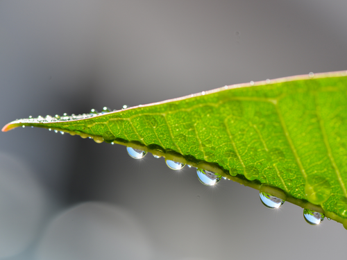 organico - Mustela Mexico - 1