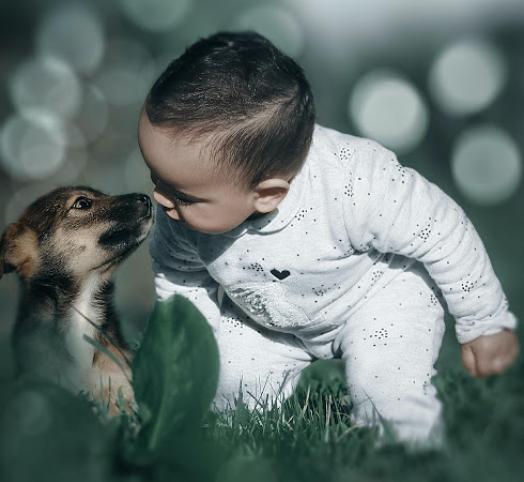 ¿Piensan tener una mascota? Lo que se debe platicar antes de llevarla a casa