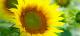 small image sunflower