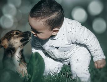 ¿Piensan tener una mascota? Lo que se debe platicar antes de llevarla a casa